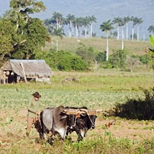 A farmer ploughing his field with oxen, UNESCO World Heritage Site, Vinales Valley
