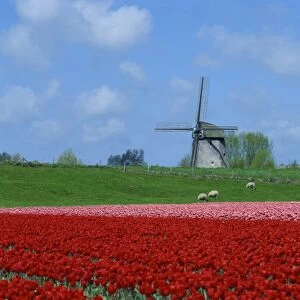Field of tulips with grazing sheep and a windmill in the background, near Amsterdam