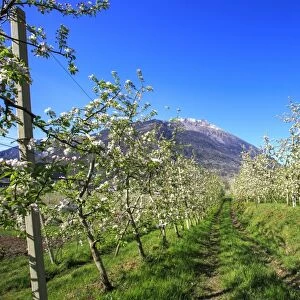 Flowering apple orchards, Villa of Tirano, Province of Sondrio, Valtellina, Lombardy