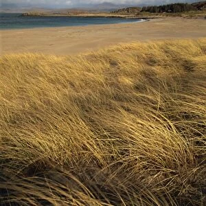 Grass and sand dunes on the coast