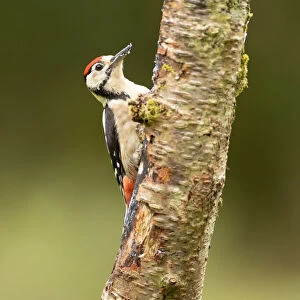 Great Spotted Woodpecker (Dendrocopos major) on a tree trunk, Scotland, United Kingdom, Europe
