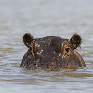 A hippopotamus (Hippopotamus amphibius), looking at the camera, Tsavo, Kenya, East Africa