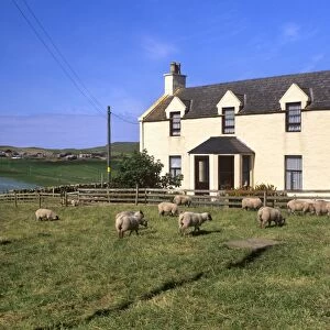House and sheep, Ringasta, South Mainland, Shetland Islands, Scotland, United Kingdom