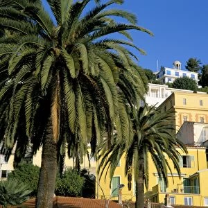 Houses and palms, Menton, Alpes-Maritimes, Cote d Azur, Provence, France, Europe