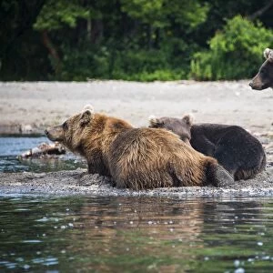 Kamchatka brown bears (Ursus arctos beringianus), Kurile lake, Kamchatka, Russia, Eurasia