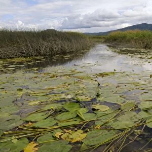 Lake Cerknica shrunken to narrow channels choked with yellow water lily leaves (Nuphea lutea) in summer, slovenia, slovenian, europe, european