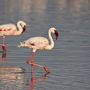 Two lesser flamingo (Phoeniconaias minor), Lake Nakuru National Park, Kenya