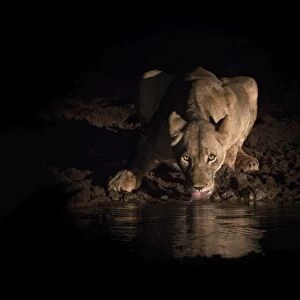 Lioness (Panthera leo) drinking at night, Zimanga Private Game Reserve, KwaZulu-Natal