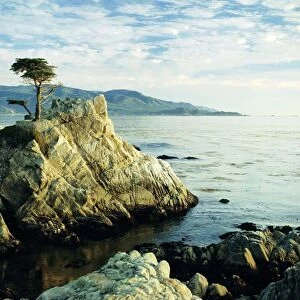 The Lone Cypress Tree on the coast