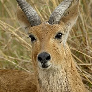 Male Bohor reedbuck (Redunca redunca), Masai Mara National Reserve, Kenya