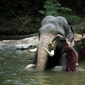 Two men washing an elephant in the river after a working day