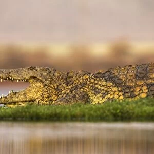 Nile crocodile (Crocodylus niloticus), Zimanga private game reserve, KwaZulu-Natal