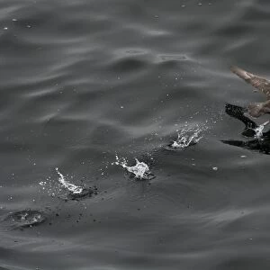 Northern fulmar (Fulmarus glacialis) taking off from a calm sea, Sakhalin Island