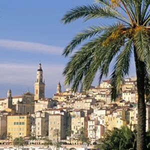 Old town framed by palms, Menton, Alpes-Maritimes, Cote d Azur, Provence