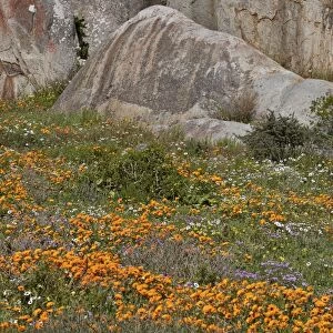 Orange, purple, white and yellow wildflowers, West Coast National Park, South Africa