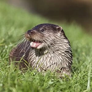 Otter (Lutra lutra) in captivity, United Kingdom, Europe