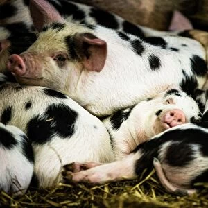 Piglets in Gloucestershire, England, United Kingdom, Europe