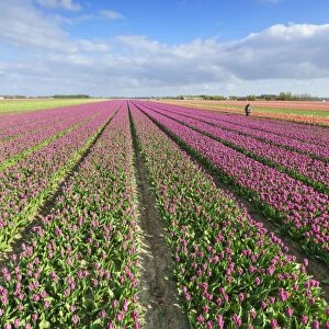 Pink tulips in field, Yersekendam, Zeeland province, Netherlands, Europe