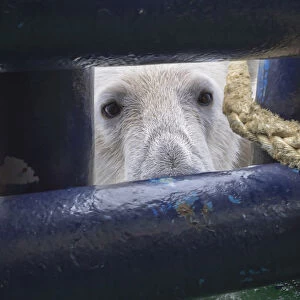 Polar Bear (Ursus maritimus) looking through an opening in ships deck, Svalbard Archipelago
