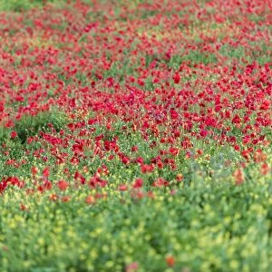 Poppies blooming in the fields, Umbertide, Umbria, Italy, Europe