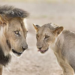 Pride male liion (Panthera leo) with sub adult male, Kgalagadi Transfrontier Park, South Africa, Africa
