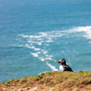 Puffin on Skomer Island, Pembrokeshire, Wales, United Kingdom, Europe