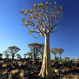 Quiver Tree Forest, Keetmanshoop, Southern Namibia, Africa