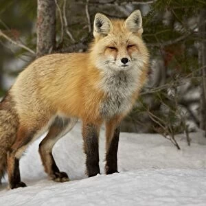 Red Fox (Vulpes vulpes) (Vulpes fulva) in winter, Grand Teton National Park, Wyoming