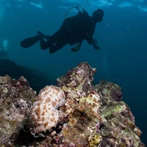 Sea cucumber (Bohadschia graeffei), and scuba diver SouthernThailand, Andaman Sea, Indian Ocean, Southeast Asia, Asia