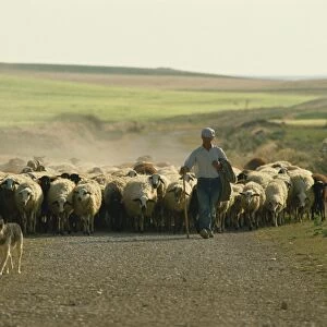 Shepherd with his flock, near Zamora, Castilla Leon, Spain, Europe