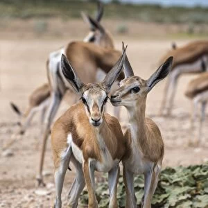 Springbok (Antidorcas marsupialis) young, Kgalagadi Transfrontier Park, Northern Cape
