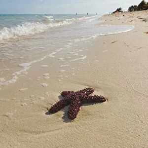 A starfish along the shore of Long Bay beach, Providenciales, Turks and Caicos, in the Caribbean