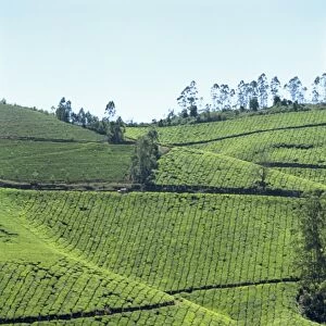 Tea estate near Munnar