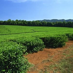 Tea plantation by the Palmerston Highway, near Nerada, Atherton Tableland