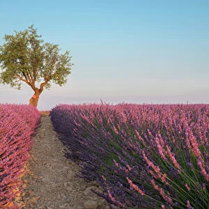 A tree at the end of a lavender field at sunset, Plateau de Valensole, Provence, France, Europe