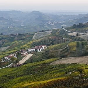 Vineyards near La Morra, Langhe, Cuneo district, Piedmont, Italy, Europe