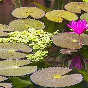 Water-lilies, Nymphaea spp, in Phnom Penh, along the Mekong River, Cambodia, Indochina, Southeast Asia, Asia