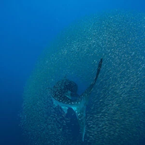 Whale shark (Rhincodon typus) surrounded by a shoal of fish evading predation, Honda Bay