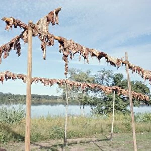 Wild boar meat hanging to dry, Diararum Xingu National Park, Brazil, South America