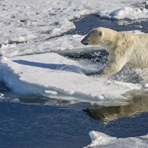 Young adult polar bear (Ursus maritimus) on ice in Hinlopen Strait, Svalbard, Norway, Scandinaiva, Europe