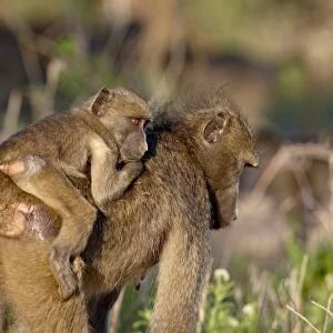 Young Chacma Baboon (Papio ursinus) riding its mothers back, Kruger National Park