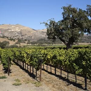 Zaca Mesa Winery and vineyards, Foxen Canyon Road, near Los Olivos, Santa Barbara County, California, United States of America, North America