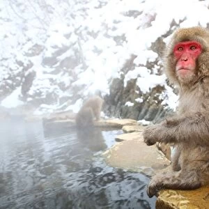 Japanese Macaque Snow Monkey at the hot spring, Nagano, Japan
