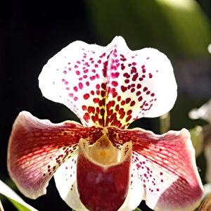 Paphiopedilum Wonder Lip Orchid