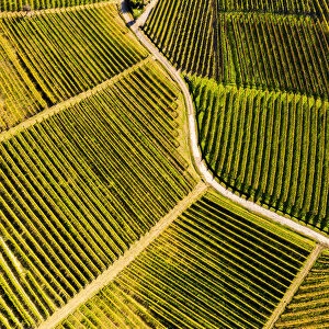 Aerial view of vineyard textures in autumn. Barolo wine region, Langhe, Piedmont, Italy