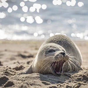 Baby seal on the east beach of List, Sylt, Schleswig-Holstein, Germany