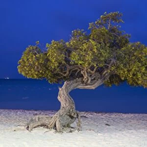Caribbean, Netherland Antilles, Aruba, Divi Divi Tree on Eagle Beach