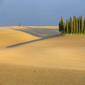 Cypress trees in Val d Orcia, plowed field and stormy weather. Tuscany, Italy