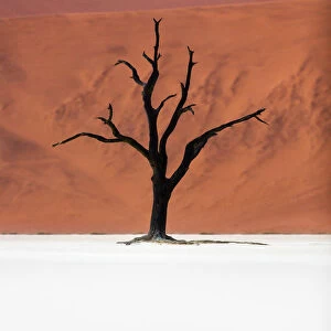 A dead acacia tree the Deadvlei valley, Namib desert, Namibia