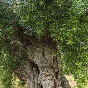 europe, Italy, Apulia. One of the old olive trees near to Ostuni